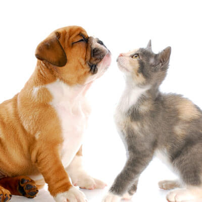 Puppy and kitten visits - Marshfield Veterinary Service - Marshfield, WI Puppy and kitten visits - Marshfield Veterinary Service - Marshfield, WI