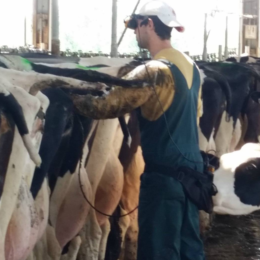 Students / Extern - With Cows