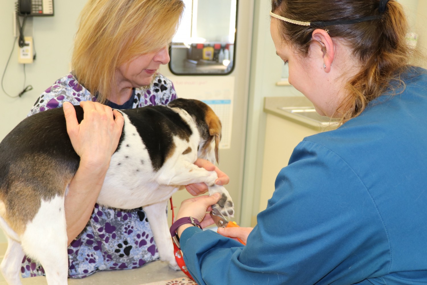 Dog getting nail trim