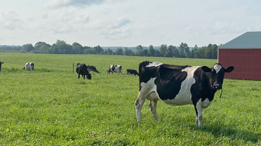cows