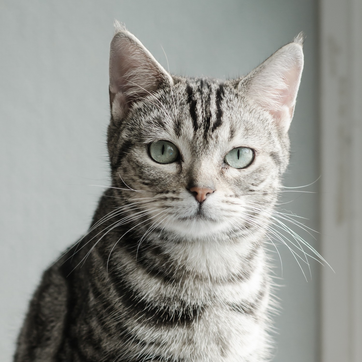 Grey Stripe Cat