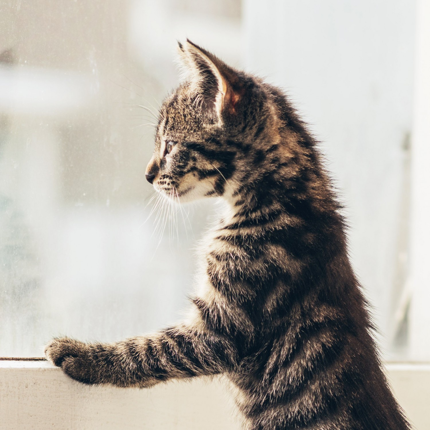 Brown Stripe Kitten