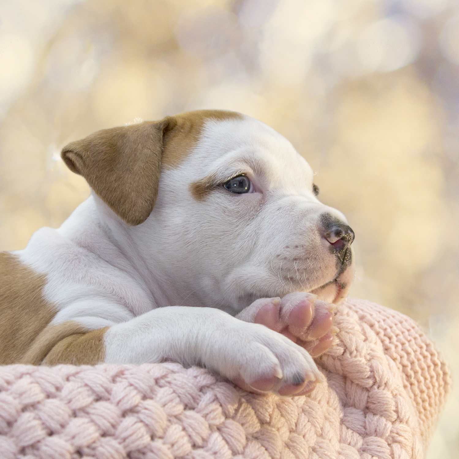 Brown and White Puppy